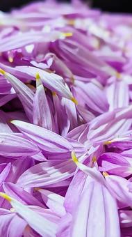 秋の味覚 紫色の食用菊のアップ 食用菊,かきのもと,カキノモトの写真素材