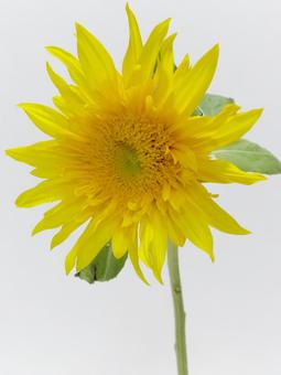ひまわりの花 ひまわりの花の写真