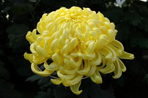 わきく・和菊 大菊 マクロ わきく・和菊 大菊 マクロ 花,秋,伝統的な菊の写真素材