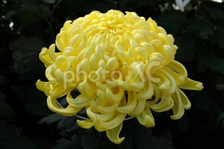 わきく・和菊　大菊　マクロ 花,秋,伝統的な菊の写真素材