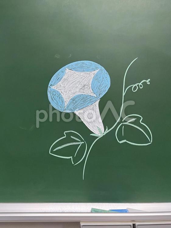 黒板に描いた青い朝顔 03 アサガオ,開花,牽牛花の写真素材