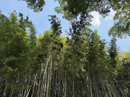 竹林2 竹林2 竹,青空,林の写真素材