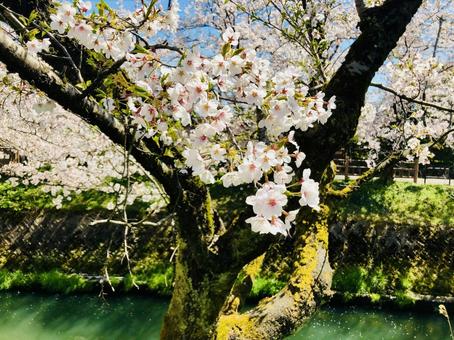 桜 桜,花,植物の写真素材