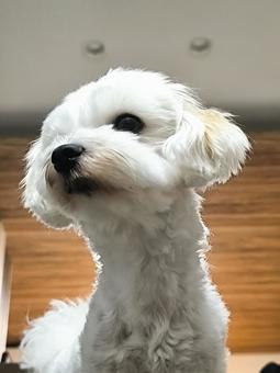 マルチーズ マルチーズ マルチーズ,こいぬ,癒しの写真素材