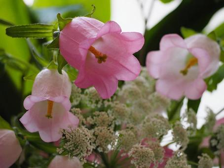 ピンクのカンパニュラとレースフラワー ピンクのカンパニュラとレースフラワー カンパニュラ,フウリンソウ,風鈴草の写真素材