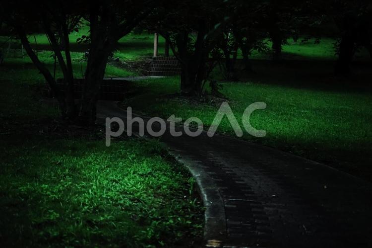 ＜五島風景＞梅雨の早朝の鬼岳樹木園の風景 並木道,遊歩道,登山道の写真素材