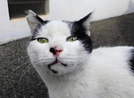 かわいい顔して 猫,動物,風景の写真素材