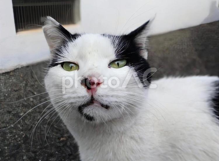 かわいい顔して 猫,動物,風景の写真素材