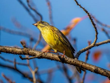 枝にとまるアオジ アオジ,野鳥,鳥の写真素材