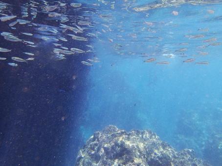 沖縄 海 海中 水中 魚 きびなご 沖縄 海 海中 水中 魚 きびなごの写真