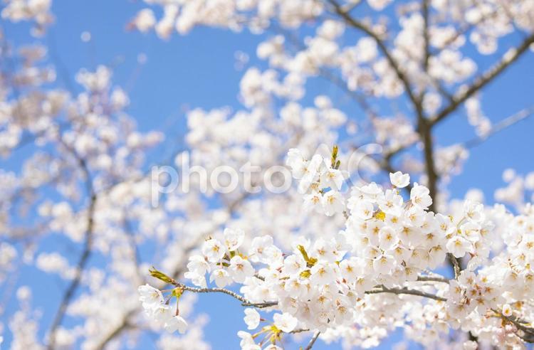 春の満開の桜と青空の背景画像 春,4月,背景の写真素材