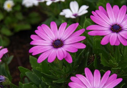 オステオスペルマム・エクロニスの写真