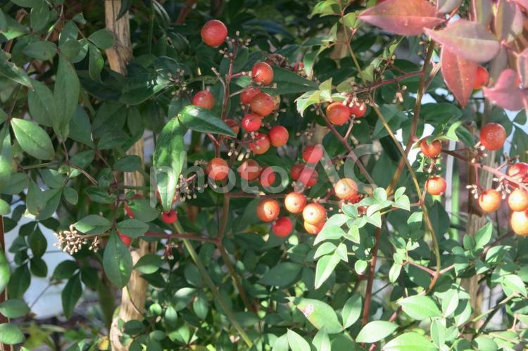 木の陰に隠れる木の実 植物,実,自然の写真素材