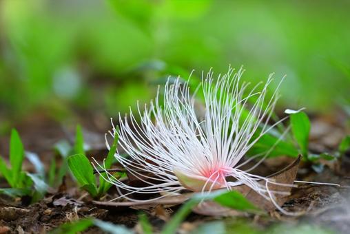 落下したサガリバナの花 落下したサガリバナの花 サガリバナ,綺麗,可愛いの写真素材