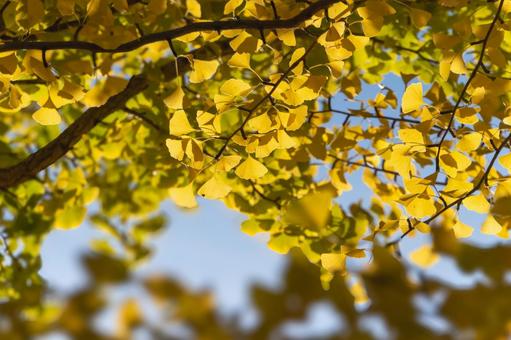 紅葉したイチョウの葉 イチョウ,黄色,空の写真素材