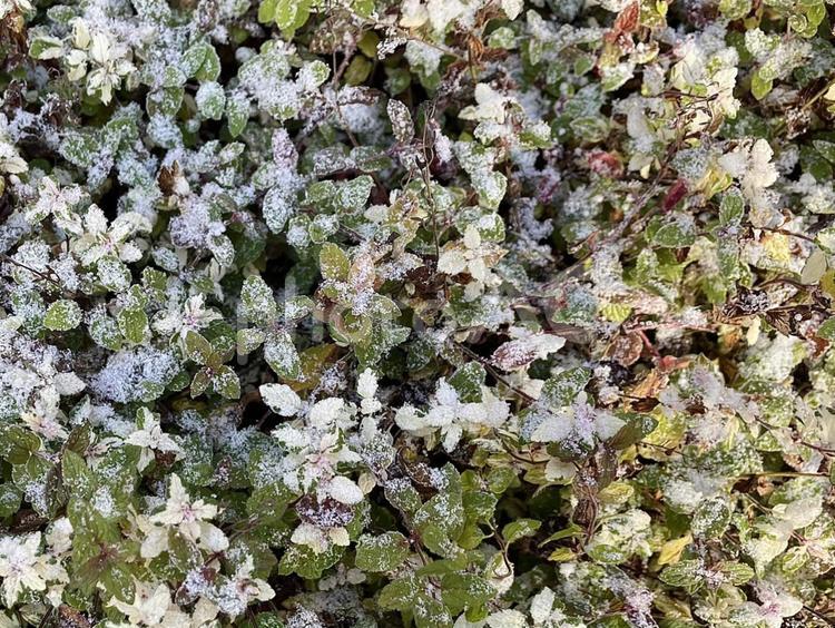 北海道の冬の早朝に見た霜のついた草 霜葉,霜,葉の写真素材
