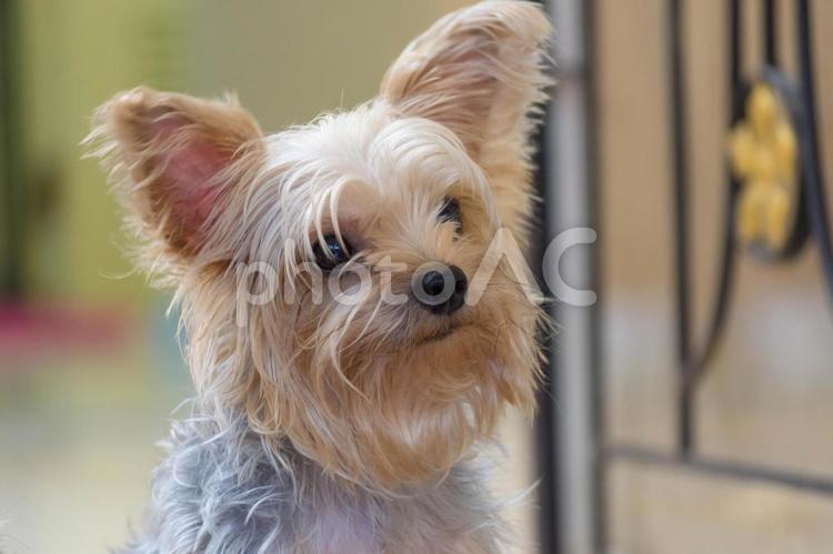 家族の帰りを待つ犬２ ヨークシャ,ドッグ,犬の写真素材