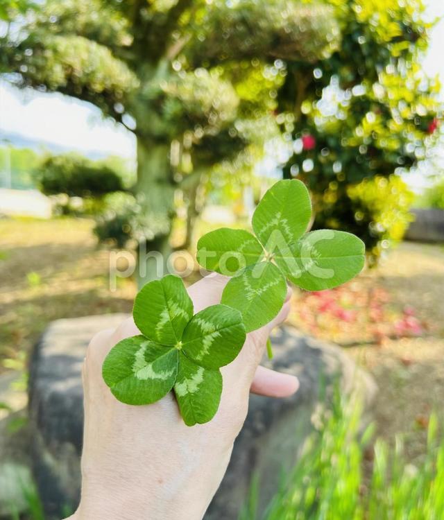 よつばのクローバーが2つ 四葉,四葉のクローバー,よつばの写真素材