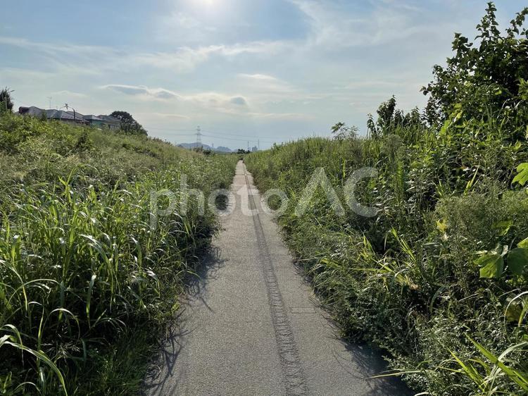 夏の日差しまぶしいサイクリングコース 新緑,遊歩道,散歩の写真素材
