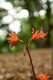 夏の花:キツネノカミソリ2 夏の花:キツネノカミソリ2の写真