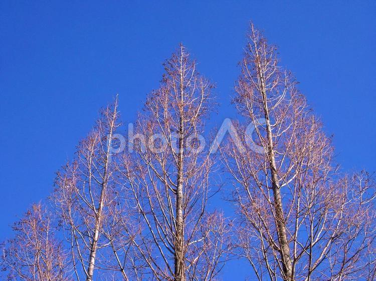 冷たい空気と冬の枯れ木 林,木,木々の写真素材