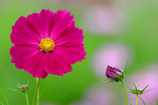 赤いコスモス 花と蕾-2 赤いコスモス 花と蕾-2の写真