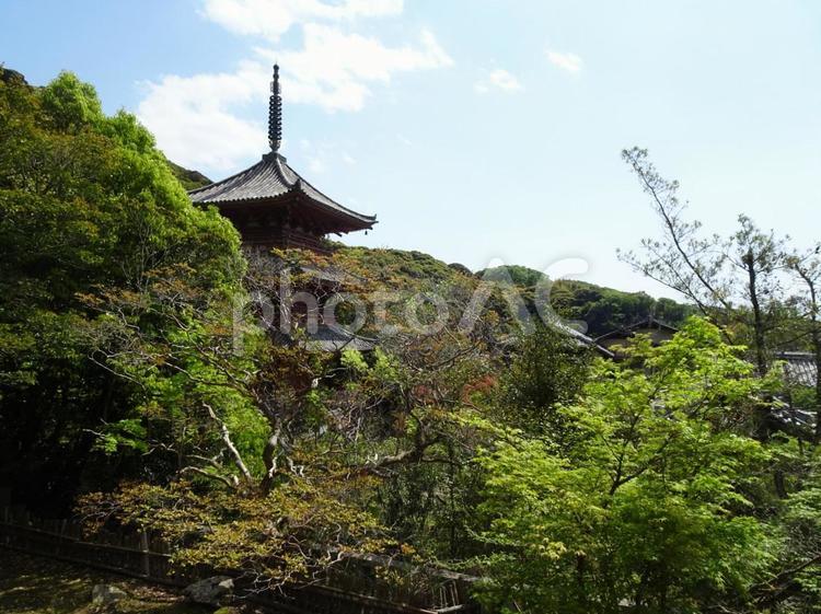 太山寺の新緑に溶け込む三重塔 神戸,神戸市,兵庫県の写真素材