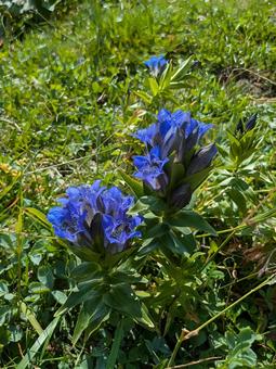ウシュグリ村の花 花,フラワー,ワイルドフラワーの写真素材