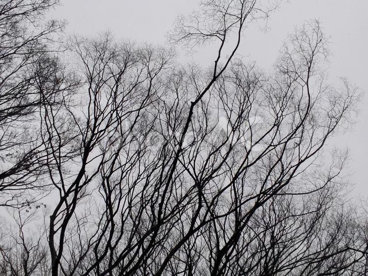 枯れ木 木,枯れ木,枝の写真素材
