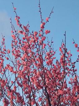 梅の花 梅の花の写真
