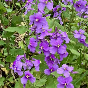 花★オオアラセイトウ(ムラサキハナナ) 花★オオアラセイトウ(ムラサキハナナ)の写真