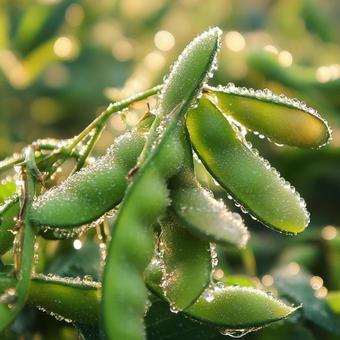 朝露に濡れた新鮮な枝豆のクローズアップの写真