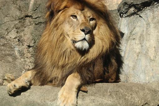 凛々しいライオン ライオン,動物園,動物の写真素材
