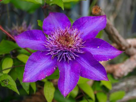 クレマチスのある風景の写真