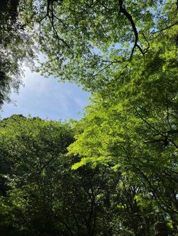 新緑 新緑の写真