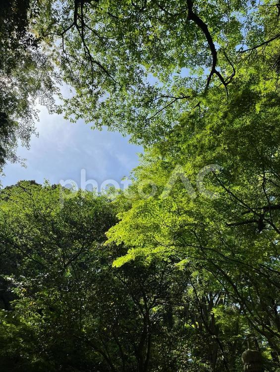 新緑 緑,新緑,若葉の写真素材
