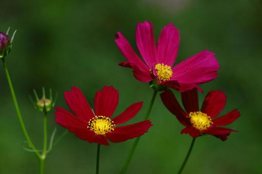 秋風に揺れて咲く コスモス,秋桜,花の写真素材