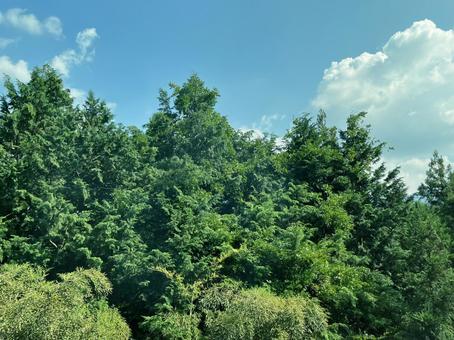 森林と空 空,自然,風景の写真素材