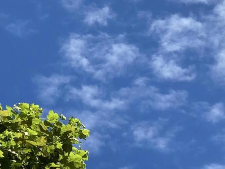 青空と雲 青空と雲の写真
