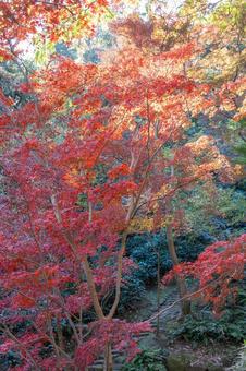 秋の気配・色づく紅葉 秋の気配・色づく紅葉の写真