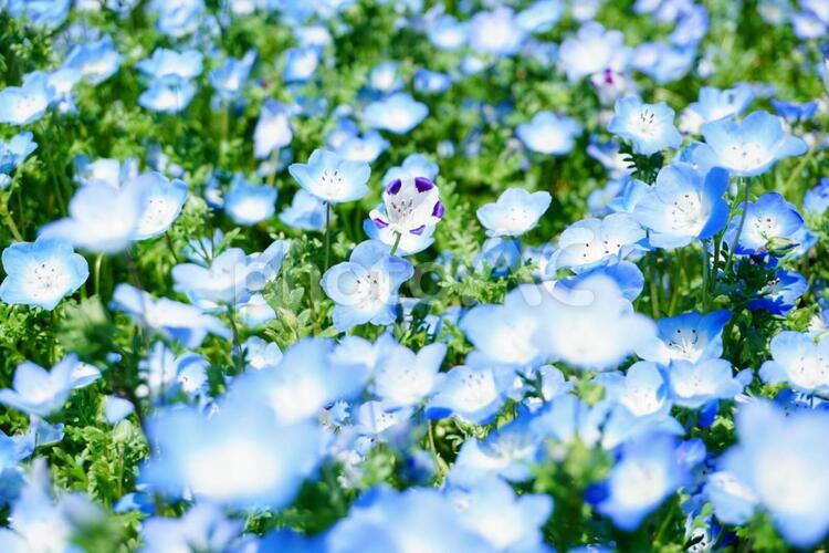 真ん中で輝くキミを見つけた ネモフィラ,花畑,花の写真素材