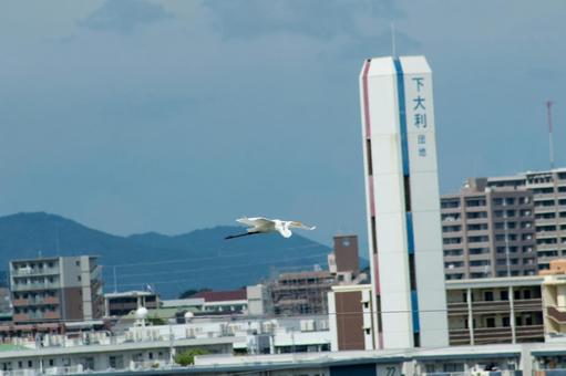 鳥 鳥の写真