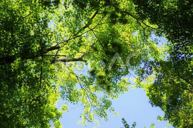 青もみじと５月の空 青もみじ,青モミジ,グリーンの写真素材