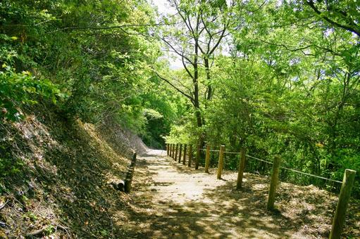 Photo, mountain path, hiking, the trees, 