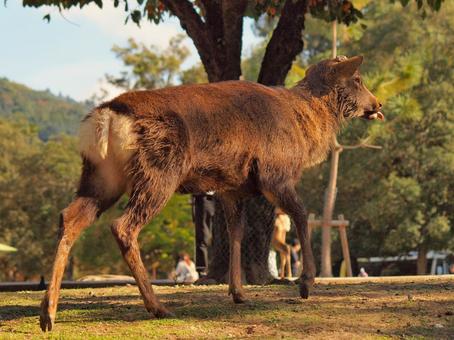 秋の奈良公園の風景 哺乳類,草食動物,奈良県奈良市の写真素材