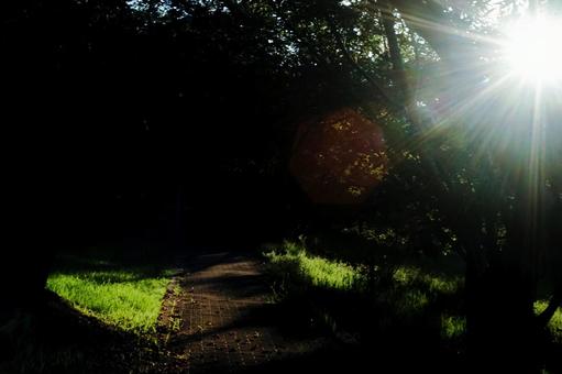 <Goto scenery> View of the tree-lined avenue in the park at dawn, JPG
