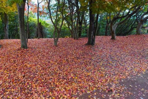 紅葉の絨毯の道・香川県小豆島寒霞渓 紅葉,落ち葉,寒霞渓の写真素材
