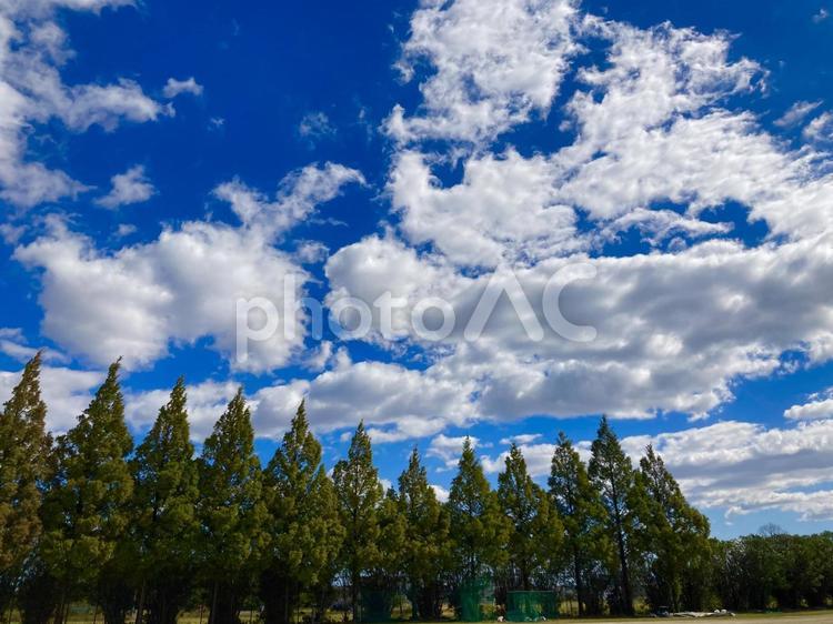 青空　空　白雲　雲　森　林　 空,雲,白雲の写真素材