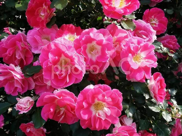 花　ロサ・ガリカ　ロサガリカ　薔薇　バラ　ばら　愛情　誓い　2 ロサ・ガリカ,ロサガリカ,薔薇の写真素材