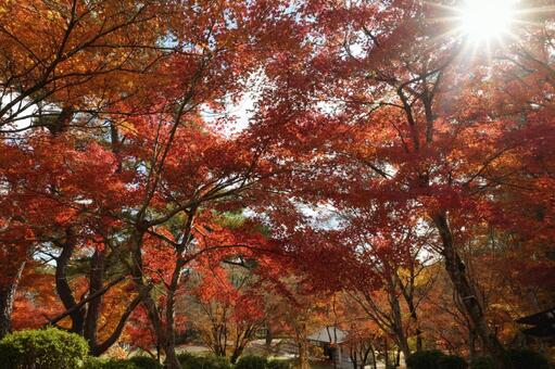 鹿児島県伊佐市の曽木の滝公園の紅葉 鹿児島県,伊佐市,曽木の滝公園の写真素材